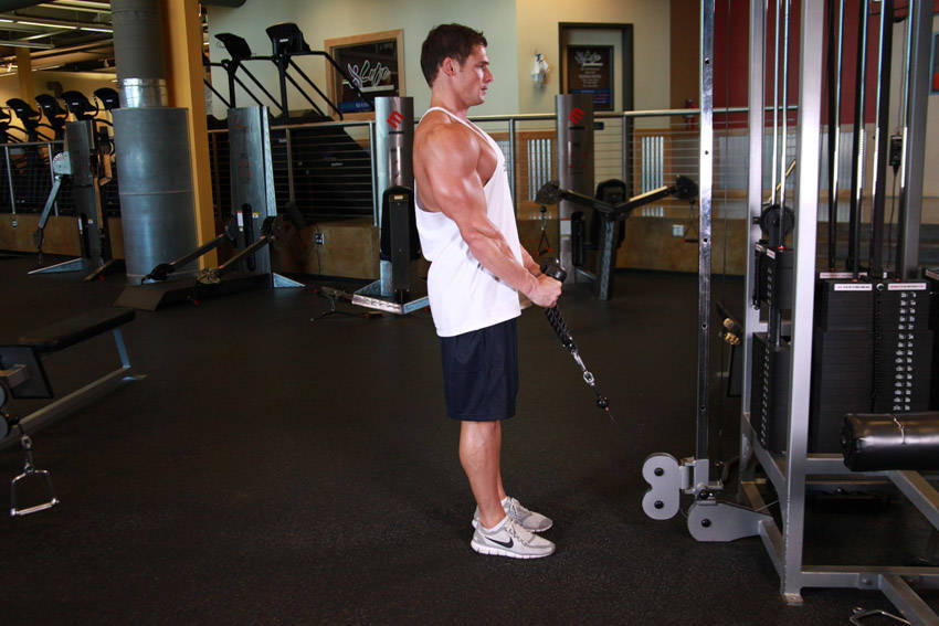 Cable Hammer Curls - Rope Attachment